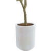 Tree Olive Pot 7ft - Plants - 3
