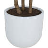 Tree Sumac Pot 7ft - Plants - 6