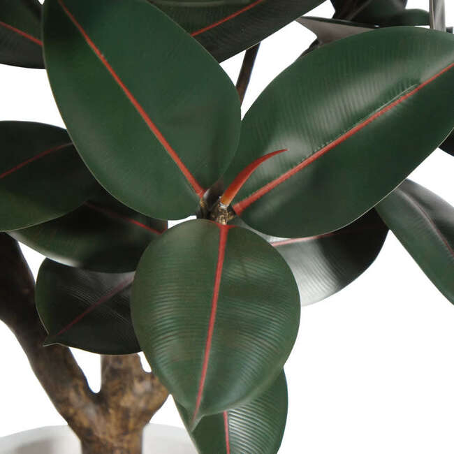 Tree Rubber Pot 5ft - Plants - 5