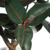 Tree Rubber Pot 5ft - Plants - 5