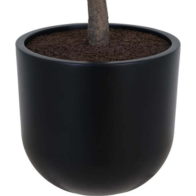 Tree Olive Pot 6.5ft - Plants - 4