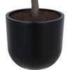 Tree Olive Pot 6.5ft - Plants - 4