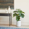 Tree Monstera Pot 4ft - Plants - 2