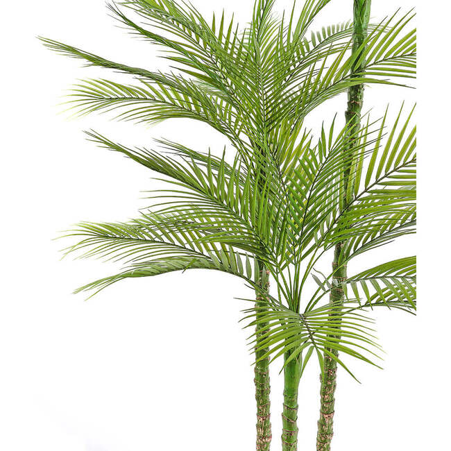 Tree Palm Grower 7ft - Plants - 3