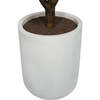 Tree Rubber Pot 5ft - Plants - 6