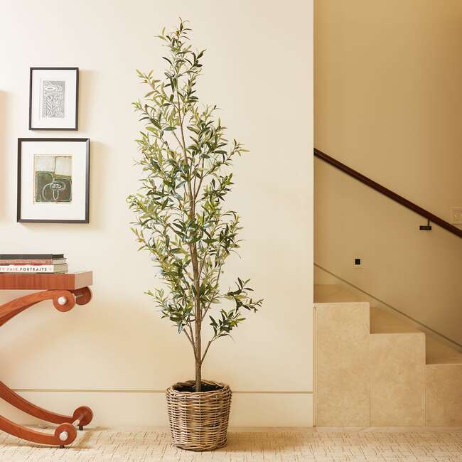 Tree Olive Slim Grower 7ft - Plants - 2