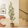 Tree Olive Slim Grower 7ft - Plants - 2