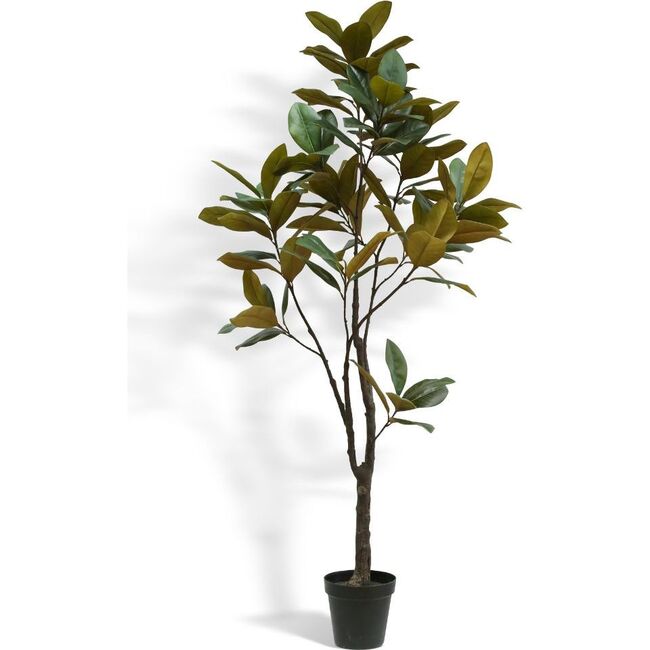 Tree Magnolia Grower 7ft