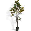 Tree Magnolia Grower 7ft - Plants - 1 - thumbnail