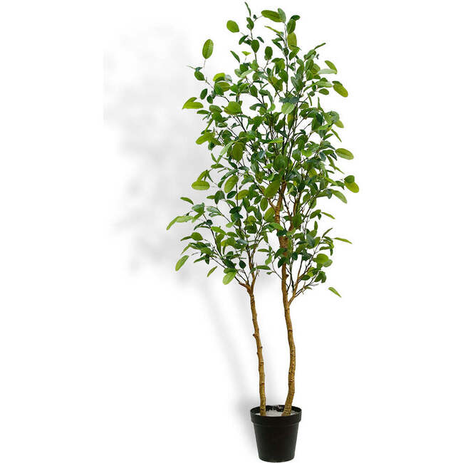Tree Lemon Grower 7ft