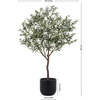 Tree Olive Pot 6.5ft - Plants - 5