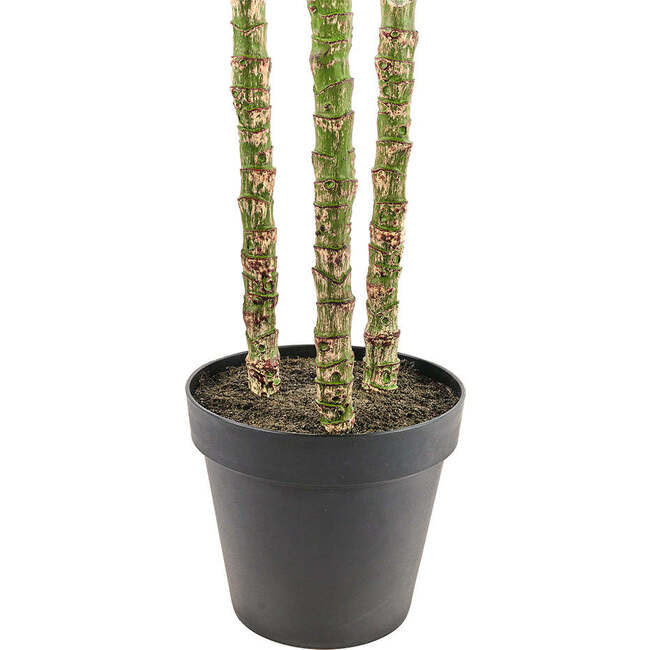 Tree Palm Grower 7ft - Plants - 4