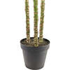 Tree Palm Grower 7ft - Plants - 4