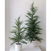 Tree Set of 2 Cedar Pot 2ft - Plants - 4
