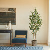 Tree Lemon Grower 7ft - Plants - 2