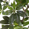 Tree Money Pot 7ft - Plants - 2