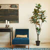Tree Magnolia Grower 7ft - Plants - 2