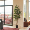 Tree Lemon Grower 7ft - Plants - 3