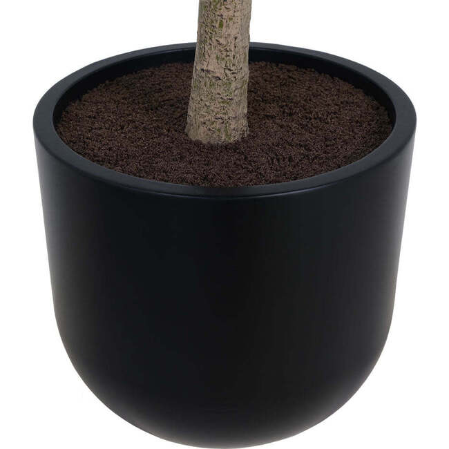 Tree Money Pot 7ft - Plants - 3
