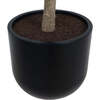 Tree Money Pot 7ft - Plants - 3