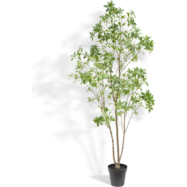 Tree Laurel Grower 7ft