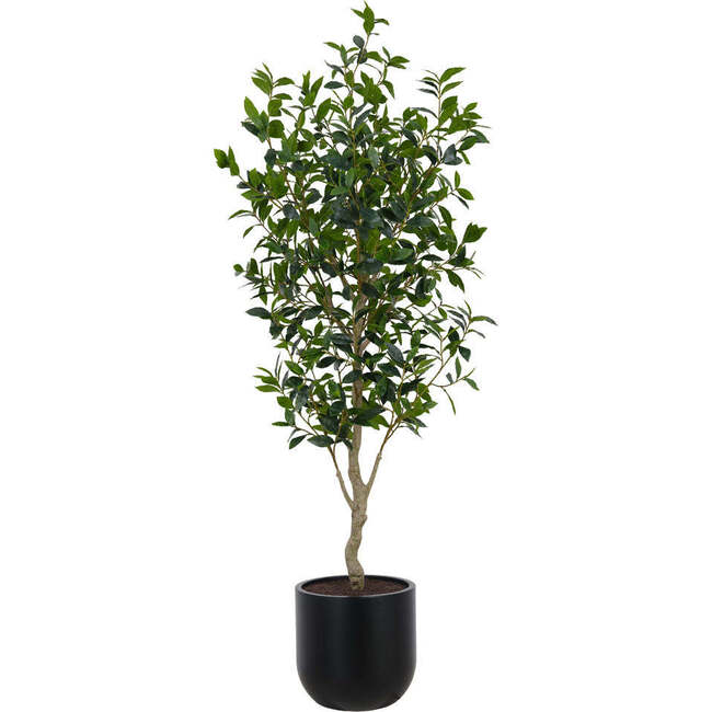 Tree Laurel Pot 7ft
