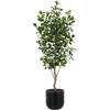 Tree Laurel Pot 7ft - Plants - 1 - thumbnail