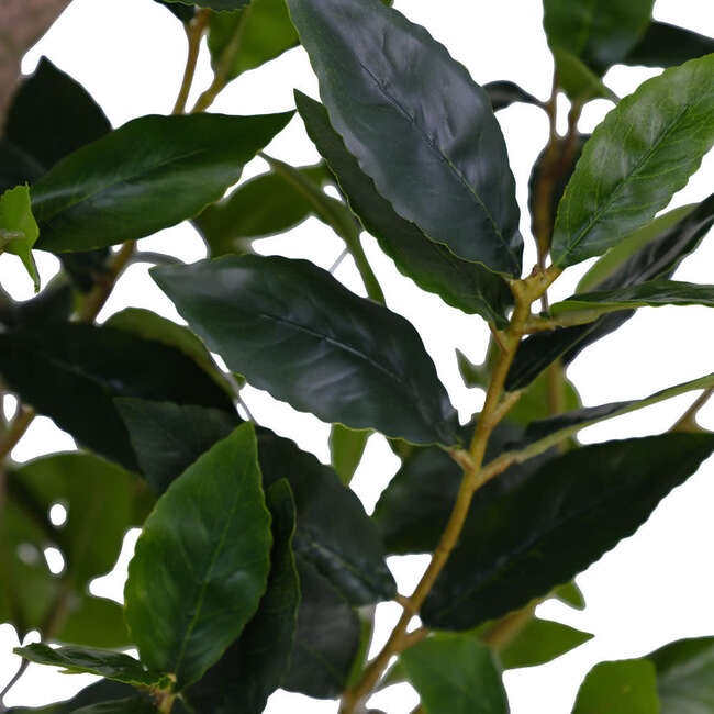 Tree Laurel Pot 7ft - Plants - 2
