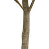 Tree Money Pot 7ft - Plants - 4
