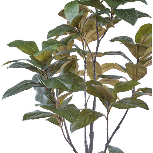Tree Magnolia Grower 7ft - Plants - 3