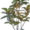 Tree Magnolia Grower 7ft - Plants - 3