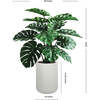 Tree Monstera Pot 4ft - Plants - 5