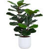 Tree Fiddle Fig Pot 3ft - Plants - 1 - thumbnail