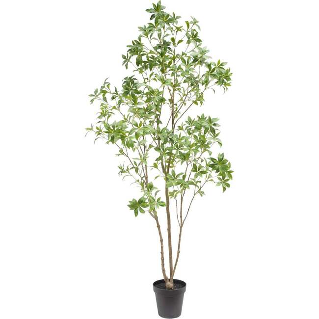 Tree Laurel Grower 7ft - Plants - 2