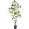 Tree Laurel Grower 7ft - Plants - 2
