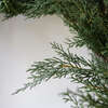 Wreath Cedar 30in - Wreaths - 4