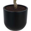 Tree Laurel Pot 7ft - Plants - 3