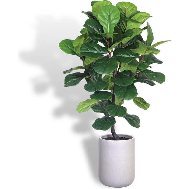Tree Fiddle Fig Pot 5ft