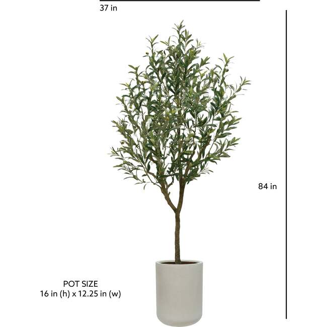 Tree Olive Pot 7ft - Plants - 4