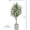 Tree Olive Pot 7ft - Plants - 4