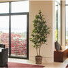 Tree Lemon Grower 7ft - Plants - 5