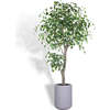 Tree Ficus Pot 6.5ft - Plants - 1 - thumbnail