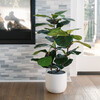 Tree Fiddle Fig Pot 3ft - Plants - 2