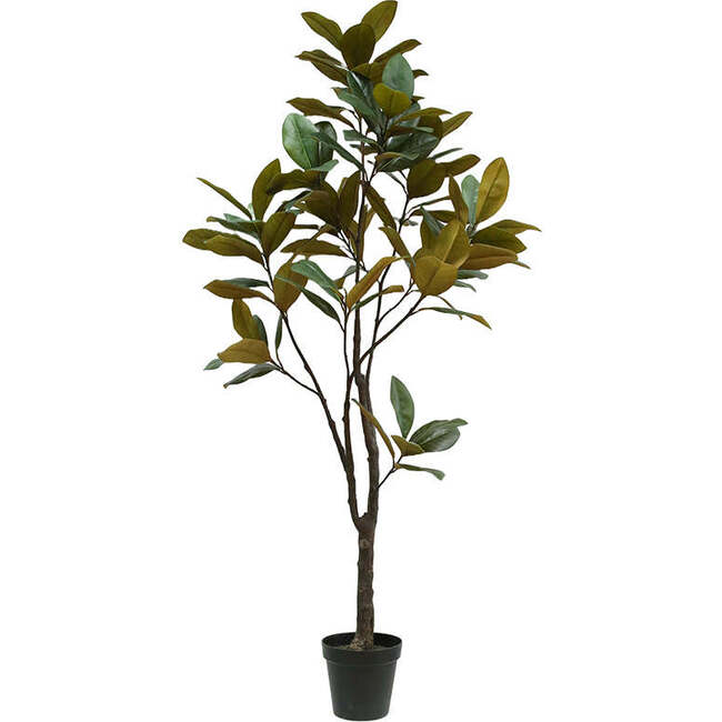 Tree Magnolia Grower 7ft - Plants - 4