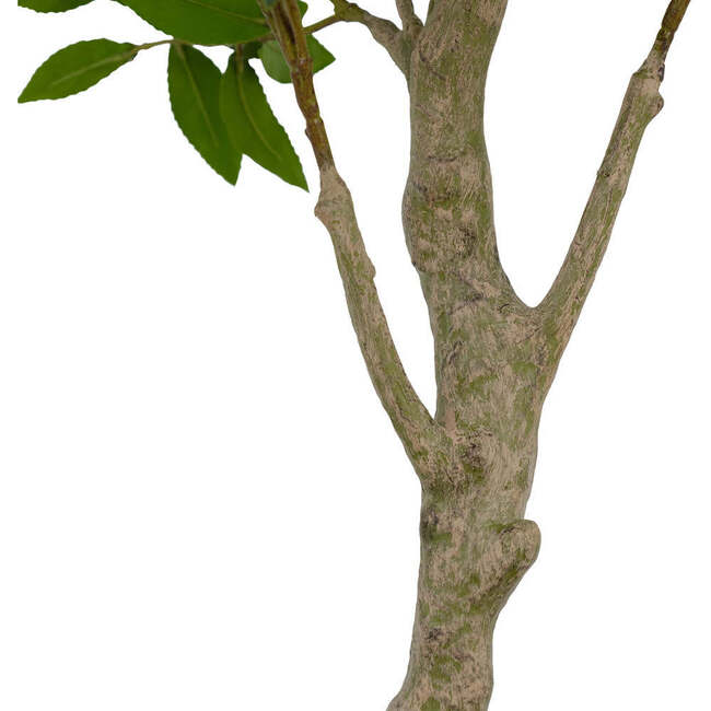 Tree Laurel Pot 7ft - Plants - 4