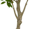 Tree Laurel Pot 7ft - Plants - 4
