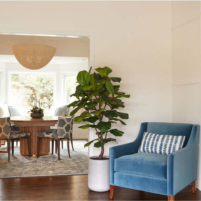 Tree Fiddle Fig Pot 5ft - Plants - 2
