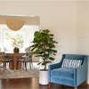 Tree Fiddle Fig Pot 5ft - Plants - 2
