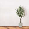 Tree Olive Pot 7ft - Plants - 5