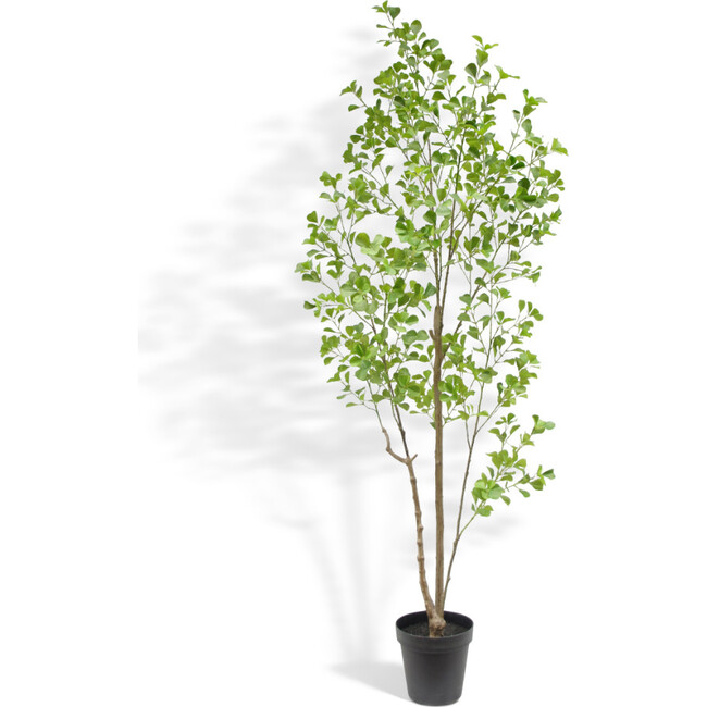 Tree Ficus Heart Grower 7ft